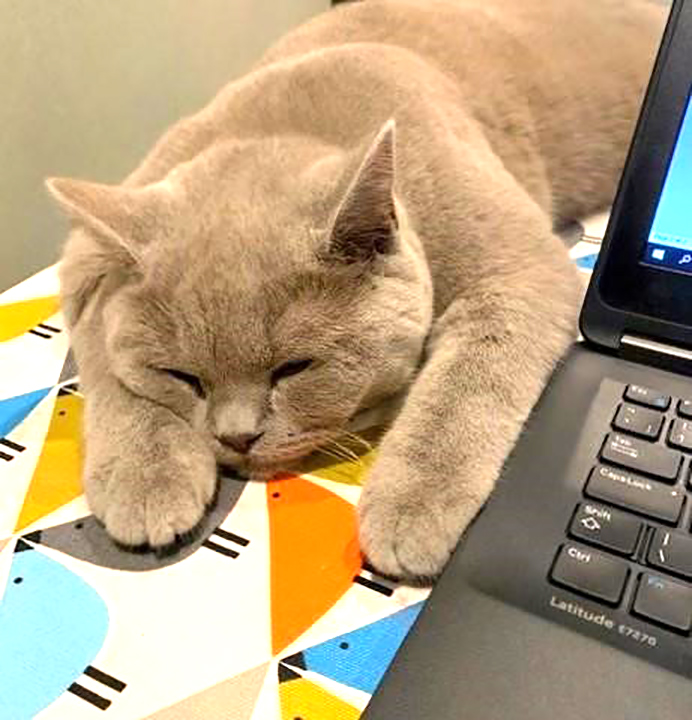 Katie's cat and laptop